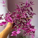 2 Tradescantia Wandering Jew Live Plants, Variegated Houseplant, 2 Inch Pot