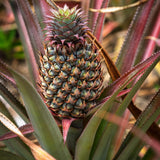 2 Elite Gold Pineapple Plants Live, Garden Plant, 4-7 Inch Tall