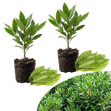 2 Sweet Live Bay Leaf Plants, Live Starter Plant, 4-6 Inch Tall