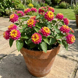 2 Deep Pink Live Lantana Plants, Well-Rooted Starter Plant, 4-7 Inch Tall