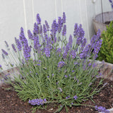 2 Purple Live Lavender Plants, Garden Plant, 4-7 Inch Tall