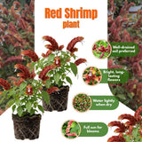 2 Red Shrimp Live Plants, Indoor Outdoor Plant, 4-7 Inch Tall
