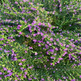 2 Purple Mexcian Heather Plant 5-7 Inch Tall