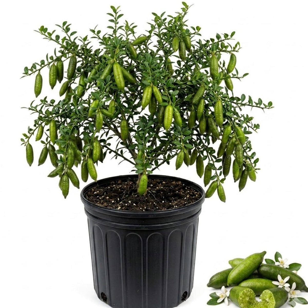 Green Finger Lime Tree Live Plant, Home Garden Plant, 1 Gallon Pot