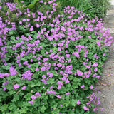 20 Geranium Bare Roots for Planting, Hardy Garden Plant