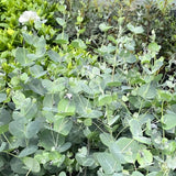 Eucalyptus Plant Live, Indoor Outdoor Tree, 4-6 Inch Tall