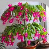 Pink Holiday Cactus Live Plant, Well-Rooted Houseplant, 5-9 Inch Tall