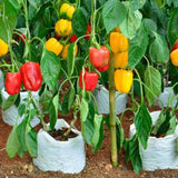 Bell Pepper Plant Live, Pepper Plant, 4-7 Inch Tall, 4 Inch Pot