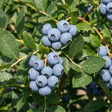 2 Edible Blueberry Plants Live, Berry Tree Seedling, 4-6 Inch Tall