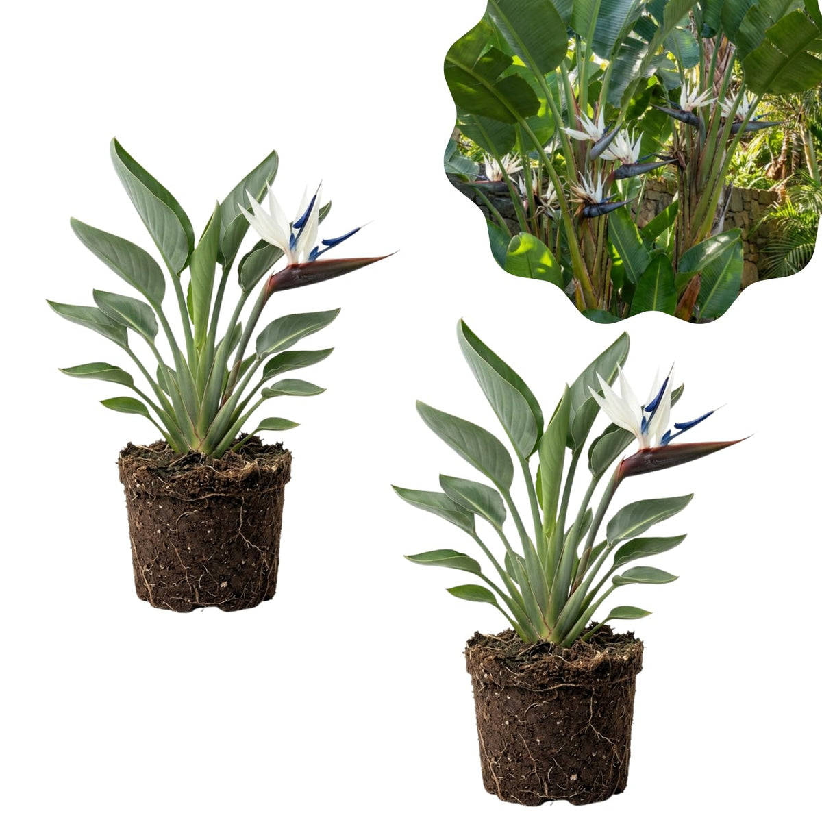 2 White Bird Live Plants, Tropical Plant, 4-6 Inch Tall
