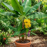 Dwarf Cavendish Banana Plant, Sweet Yellow Fruit, 4-7 Inch Tall, 4 Inch Pot
