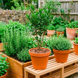 Bay Leaf Plant Live, Culinary Herb, Bay Leaf Live Plant, 5-7 Inch Tall