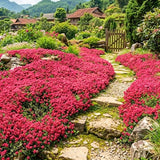 12000 Mix Creeping Thyme Seeds, Perennial Ground Cover Plants