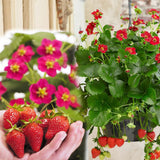 Red Strawberry Live Plant, Berry Plant, 2-3 Inch Tall, 3 Inch Pot