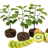 3 Kiwi Trees Live, Hardy Garden Plant, 5 Inch Tall