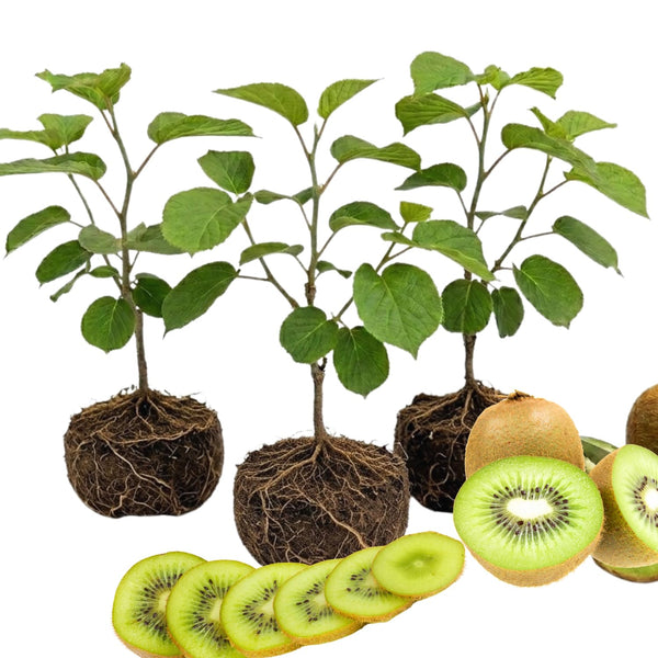 3 Kiwi Trees Live, Hardy Garden Plant, 5 Inch Tall
