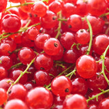 Pack 3 Red Currant Plant Live for Outdoor Growing, Currant Bushes Plugs Size 3-5" Tall, No Pot, Fast-Growing and Cold Hardy, Ready for Spring Planting