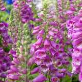 2 Purple Foxglove Live Plants, 2-6 Inch Tall, 3 Inch Pot