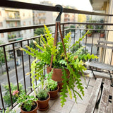 Fishbone Cactus Epiphyllum Live Plant, Houseplant, 2 Inch Pot