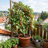 Hardy Kiwi Live Plant, Berry Vine Plant, 4-6 Inch Tall