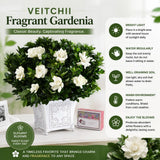 Gardenia Plant Live, Fragrant Flower Plant, 5-7 Inch Tall, 3.5 Inch Pot