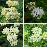 2 White Milkweed Live Plants, Asclepias Tuberosa Plant 4–6" Tall