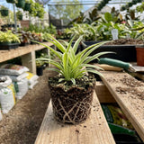 Spider Plant, Variegated Spider Plant Live, 4-6 Inc Tall, Green White Foliage Houseplant for Decoration, No Pot