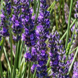 2 Provence Live Lavender Plants, Starter Plant, 4-7 Inch Tall