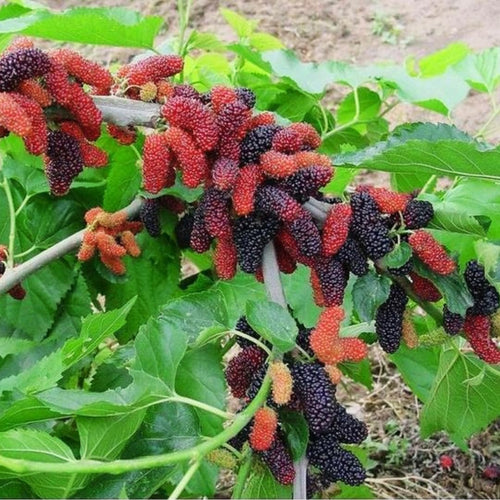 2 Dwarf Everbearing Mulberry Tree Live Plant, Edible Fruit, 6-8" Tall