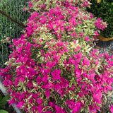 2 Variegated Bougainvillea Live Plants, Flowering Vine, 4-7 Inch Tall