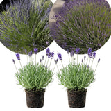 2 Lavender Plants Live, Well-Rooted Perennial Plant, 4-6 Inch Tall