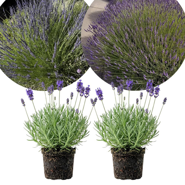 2 Lavender Plants Live, Well-Rooted Perennial Plant, 4-6 Inch Tall