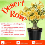 Yellow Live Desert Rose Plant, Home Garden Plant, 4-6 Inch Tall