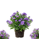 Lilac Blue Aster Live Plant, Aster Plant 3-5 Inch Tall, Purple Blue Flower