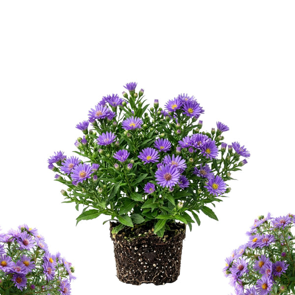 Lilac Blue Aster Live Plant, Aster Plant 3-5 Inch Tall, Purple Blue Flower
