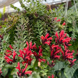 Curly Lipstick Plant Live, Trailing Houseplant, 2 Inch Pot