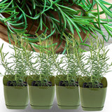 Sets 4 Rosemary Plants Live 4-7 Inches in Tall, No Pot, Fast-Growing, Fragrant Fresh Herb Plants for Outdoor Garden, Patio, or Container Planting (Barbeque)