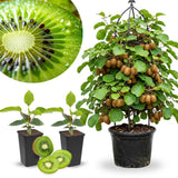2 Hardy Kiwi Vine Live Plants, Trellis Fruit Vine Plant, 4-6 Inch Tall