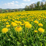 Yellow Dandelion Herb Live Plant, Edible Herb Flower Plant, 4-7 Inch Tall