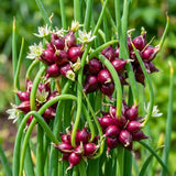 2 Walking Onion Seeds for Planting