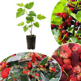 Red Mulberry Tree Plant Live, Live Starter Plant, 4-6 Inch Tall