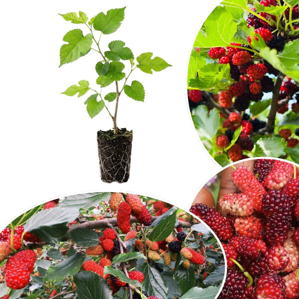 Red Mulberry Tree Plant Live, Live Starter Plant, 4-6 Inch Tall