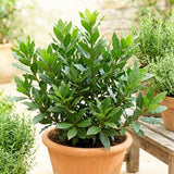 Sweet Bay Leaf Live Plant, Live Starter Plant, 4-6 Inch Tall