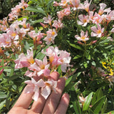 Set 2 Dwarf Oleander Plants Live, Oleander Plant, 4-6 Inc Tall