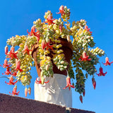 2 Trailing Cotyledon Pendens Live Plants, Houseplant, 2 Inch Pot