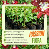 2 Red Passion Flower Live Plants, Patio Container Plant, 4-7 Inch Tall
