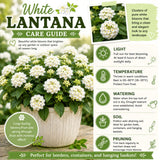 2 White Lantana Plants Live, Hardy Flowering Perennial, 4-6" Tall