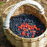 2 Mini Sunshine Blueberry Plants Live, 4-7 Inch Tall