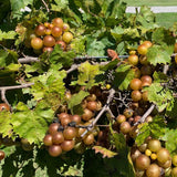 3 Muscadine Grape Plants Live for Planting, Starter Plants, 3-5" Tall, No Pot, Cold Hardy, Tree Grape Vines Fruit for Spring Growing (Bronze)
