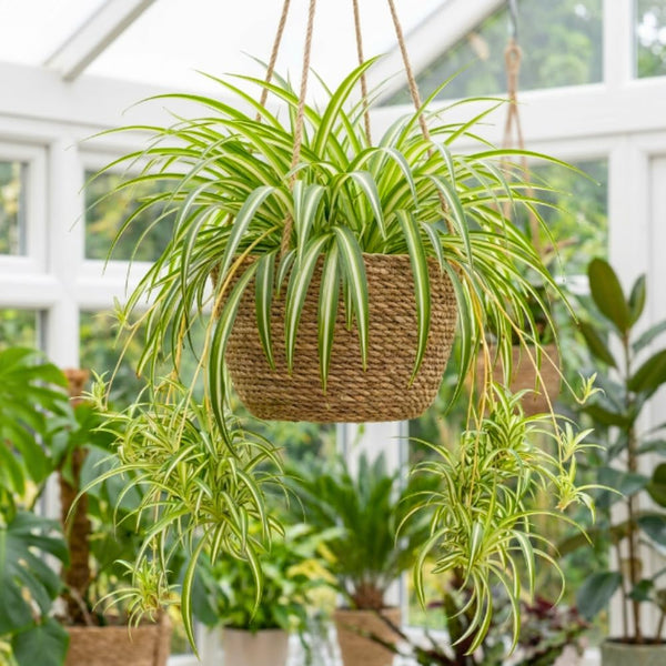 Variegated Live Spider Plant, Home Office Decor Plant, 4-6 Inch Tall